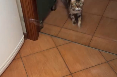 Cat vs. Trap: The Ultimate Fail Showdown!