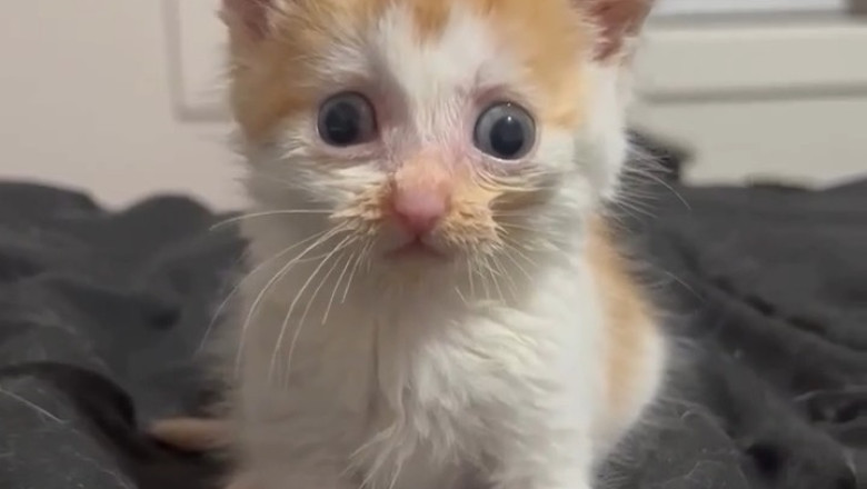 Kittens Gone Wild: Hilarious Antics You Can't Miss! πΊπ