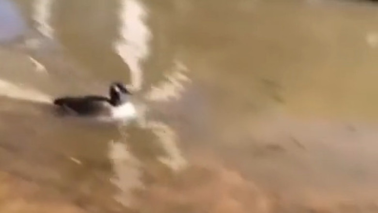 Quack-tastic Water Speed: The Fastest Duck Challenge! π¦π¨