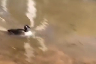 Quack-tastic Water Speed: The Fastest Duck Challenge! 🦆💨