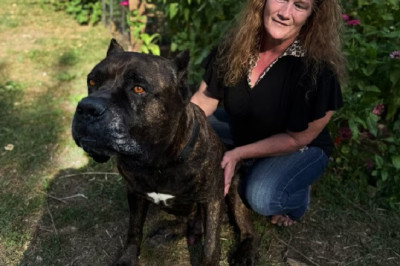 The Champion Dog That Vanished—and the Friendship That Collapsed With Him