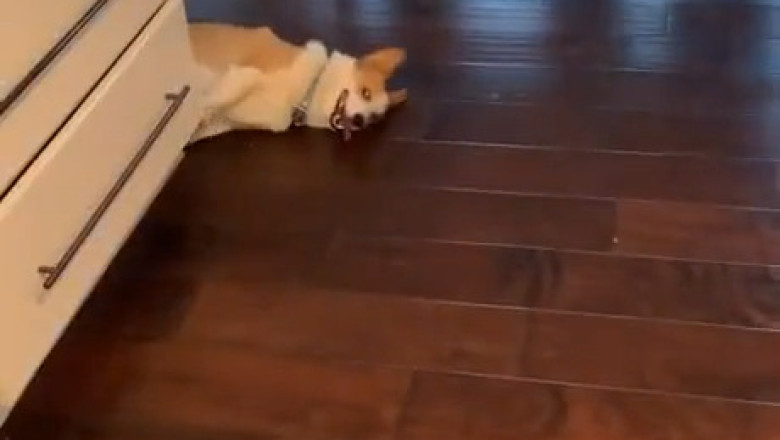 The Goofiest Dog Moments: Guaranteed to Make You Laugh! ๐ถ๐"