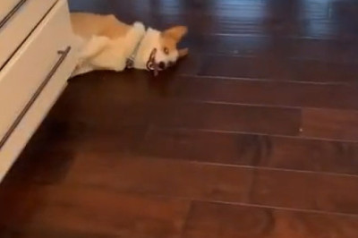 The Goofiest Dog Moments: Guaranteed to Make You Laugh! 🐶😂