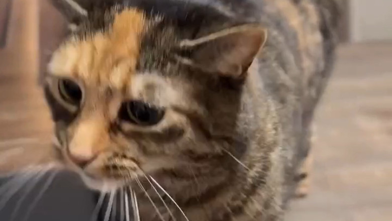 The Marvelous Adventures of the Wonder Cat!
