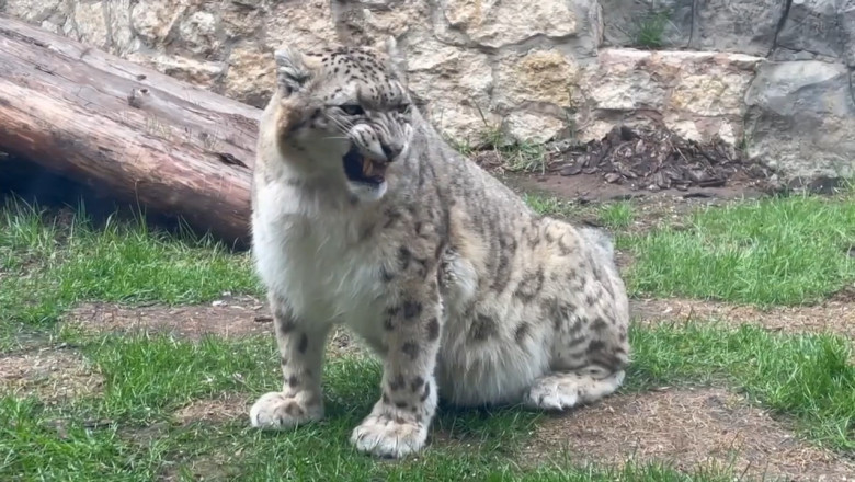 The Zoo Tiger's Hilarious Hijinks: You Won't Believe This!