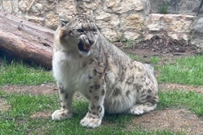 The Zoo Tiger's Hilarious Hijinks: You Won't Believe This!