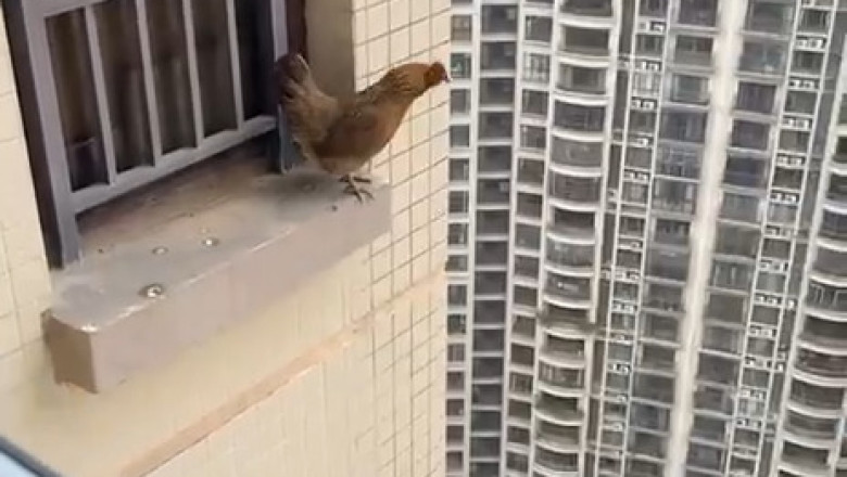 When Chickens Take a Leap of Faith!