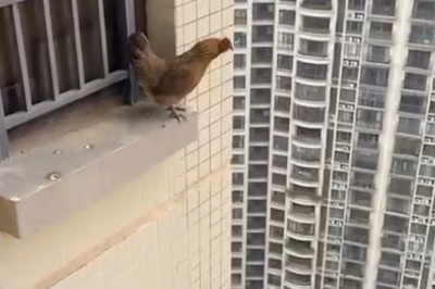 When Chickens Take a Leap of Faith!
