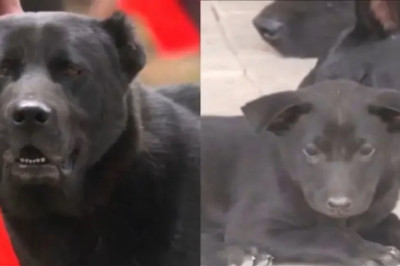 Haofa: The Indigenous Tangkhul Dog Preserving Culture and Loyalty