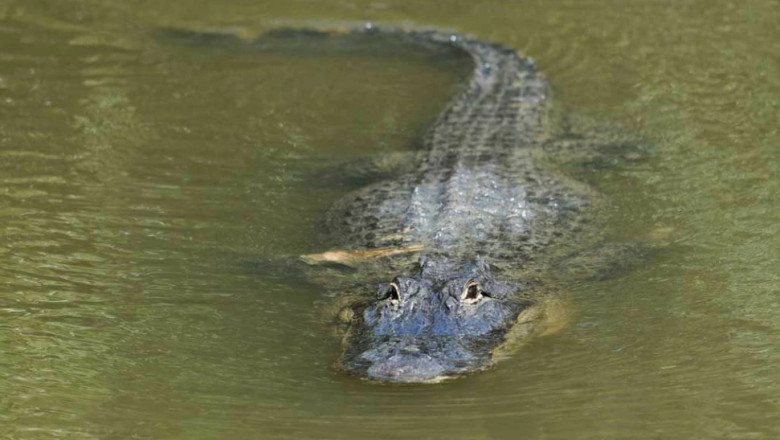 Florida Woman Fights Alligator with Bare Hands to Save Her Puppy