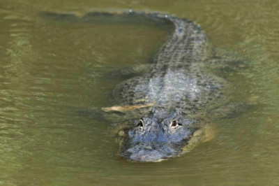 Florida Woman Fights Alligator with Bare Hands to Save Her Puppy