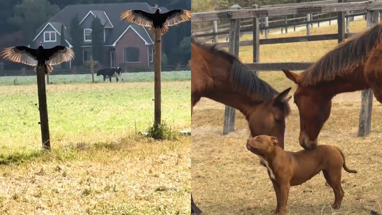 Heartwarming Moment: Horses and Dog Play Peacefully in a Sunlit Field