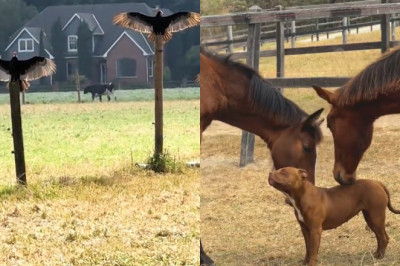 Heartwarming Moment: Horses and Dog Play Peacefully in a Sunlit Field