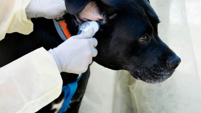 Is Pet Insurance a Lifesaver or a Waste? Discover the Truth!