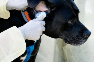 Is Pet Insurance a Lifesaver or a Waste? Discover the Truth!
