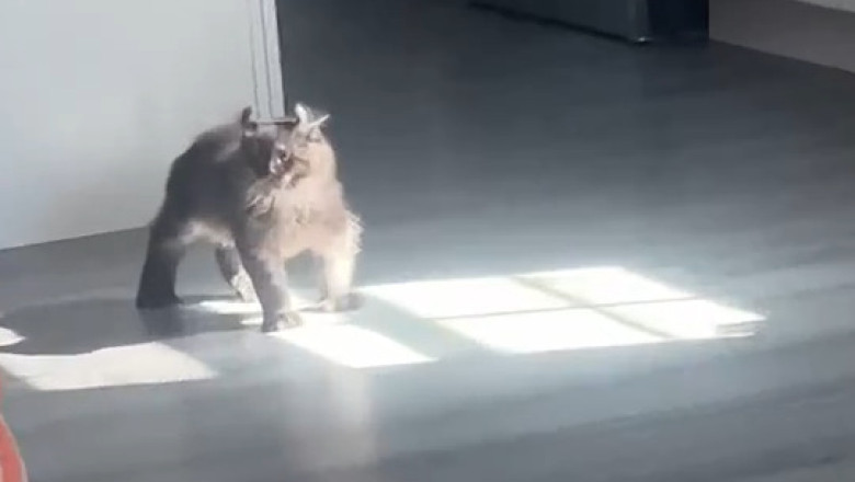 Meet the Hilarious Adventures of the World's Goofiest Cat!