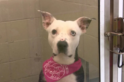 Peoria County Shatters Records: Over 150 Pets Find Forever Homes in ONE Week!