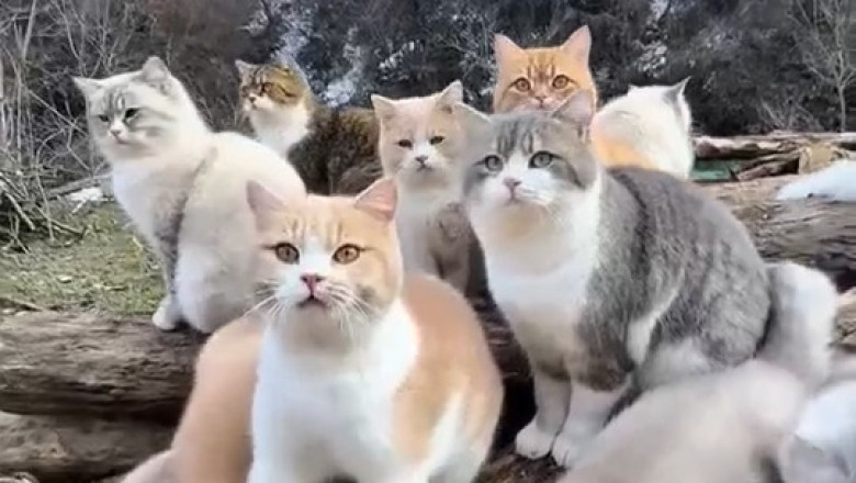 This Cat's Hilarious Meeting Crash Will Leave You in Stitches!