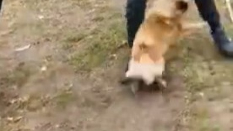 Unexpected Dog Attack: You Won't Believe What Happened Next!