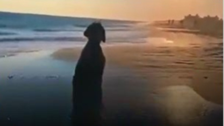 Pawsitively Priceless: Watch This Happy Dog Soak in the Sunset Bliss on a Beach!