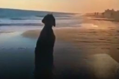 Pawsitively Priceless: Watch This Happy Dog Soak in the Sunset Bliss on a Beach!