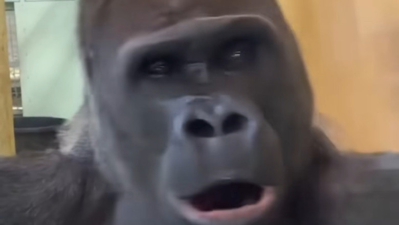 Nap Time for a Giant: This Sleepy Gorilla Will Melt Your Heart!