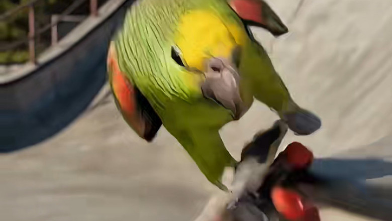 Skateboard Superstar: You Won't Believe What This Parrot Can Do!