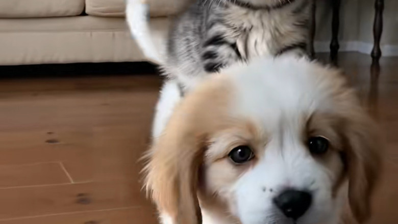 Tiny Paws, Big Love: The Adorable Duo of a Small Dog and Kitten!