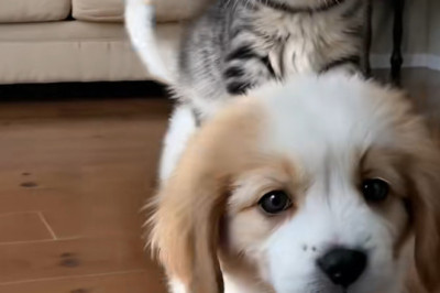 Tiny Paws, Big Love: The Adorable Duo of a Small Dog and Kitten!