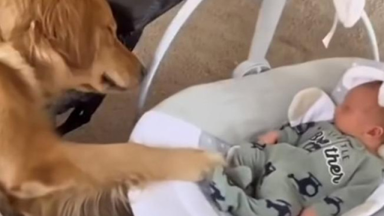 Unforgettable Dog Moments with Adorable Babies: Cuteness Overload!