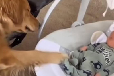 Unforgettable Dog Moments with Adorable Babies: Cuteness Overload!