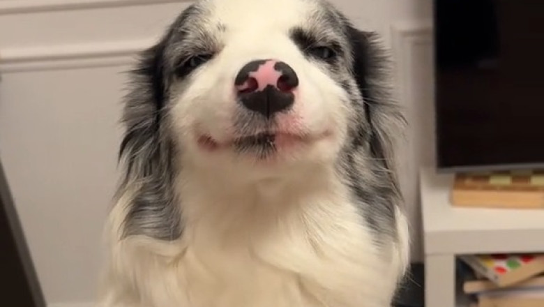Unleashed Laughter: This Funny Dog Will Make Your Day!