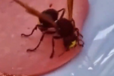 Buzzing Trouble: The Hilarious Bee That Crashed Dinner!