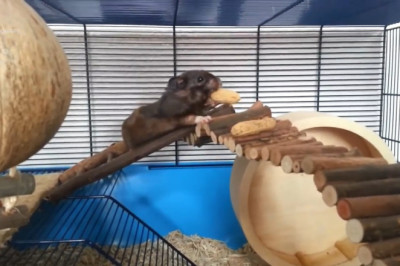 Hamster Hilarity: The Cutest and Funniest Moments You Can't Miss!