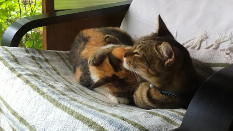 Double Trouble: The Cutest Cat Duo You Can't Resist!