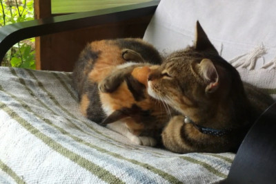 Double Trouble: The Cutest Cat Duo You Can't Resist!