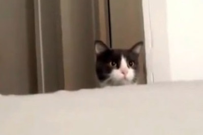 Pet Shenanigans: The Funniest Furry Fails You Have to See!