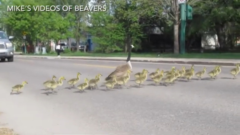 Quack-tastic Encounter: Duck Takes a Stroll on the Sidewalk!