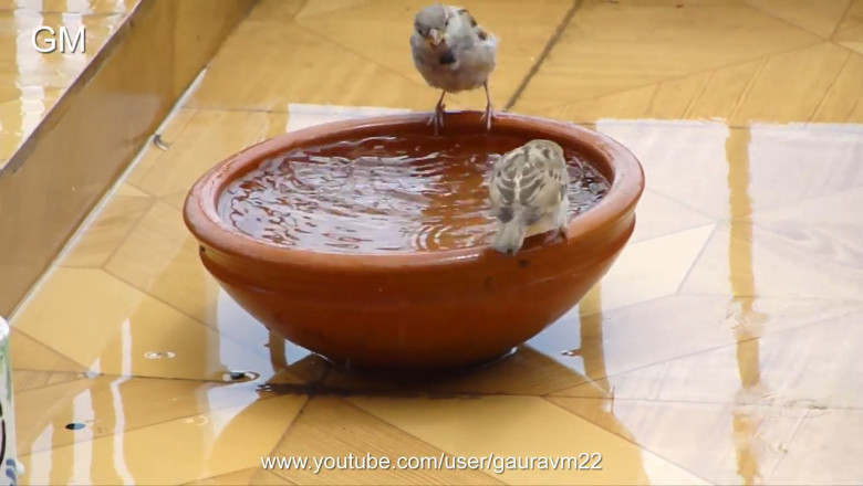 Thirsty Birds: Hilarious Water-Finding Fails!