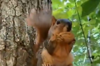 The Glam Squirrel: Chic Tail, Wild Snack Stacks