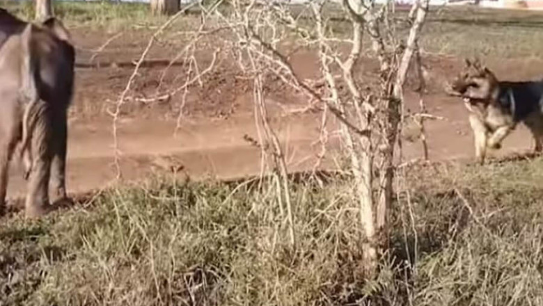 A Heartwarming Bond: Elephant Ellie and Dog Dooma Save Each Other