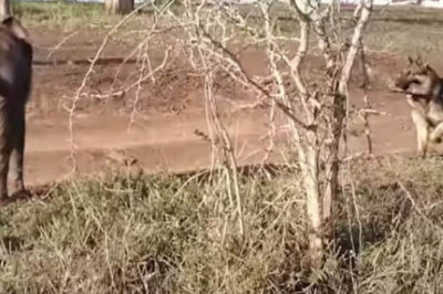 A Heartwarming Bond: Elephant Ellie and Dog Dooma Save Each Other