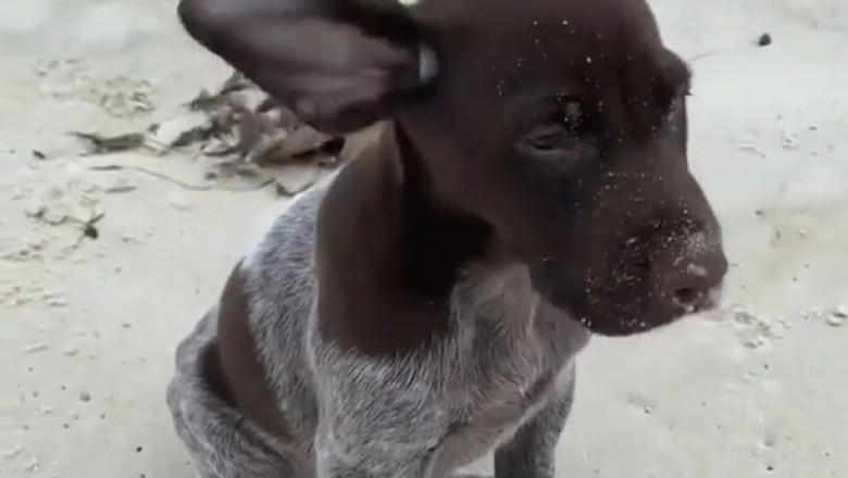 Beach Buddies: Small Dog, BIG Surf Vibes