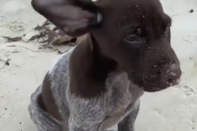 Beach Buddies: Small Dog, BIG Surf Vibes