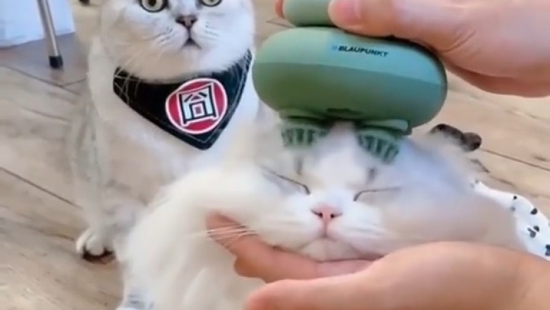 Spa Day Cat: Purr-fessional Masseuse in the House