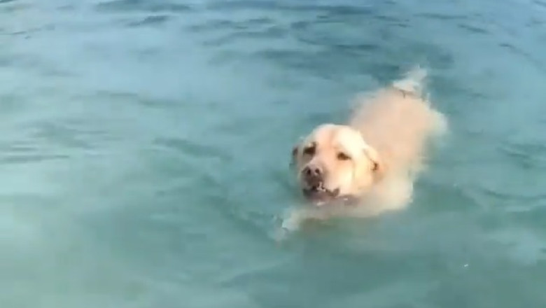 Beach BFF: This Dog Owns the Sand