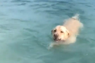 Beach BFF: This Dog Owns the Sand
