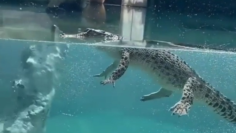 Croc Can Swim: The Wet Shadow Boogie