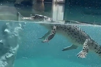 Croc Can Swim: The Wet Shadow Boogie