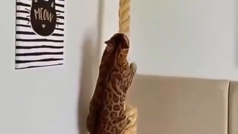 Rope Ninja: Bengal Cat Climbing Like a Tiny Spider